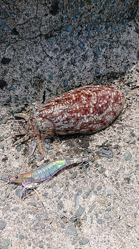 コウイカの釣果