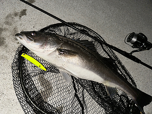 シーバスの釣果