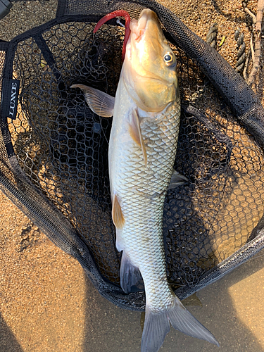 ニゴイの釣果