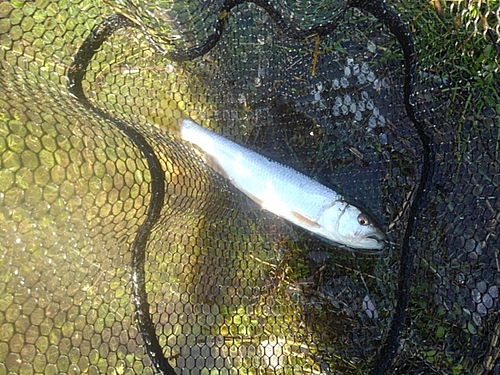 ケタバスの釣果