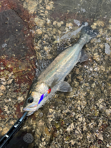 フッコ（タイリクスズキ）の釣果