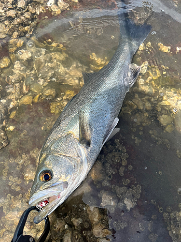 フッコ（タイリクスズキ）の釣果