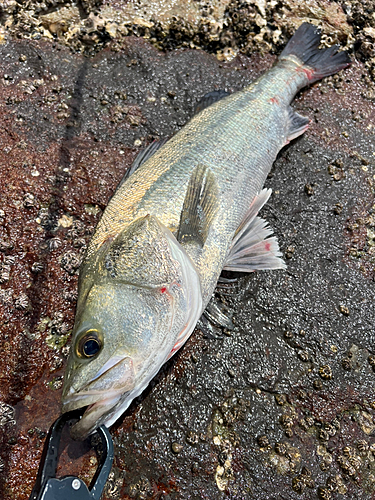 フッコ（タイリクスズキ）の釣果