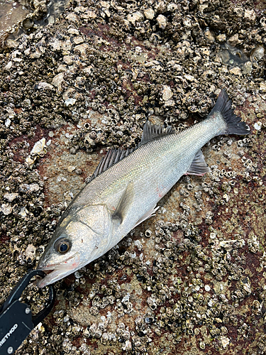 フッコ（タイリクスズキ）の釣果