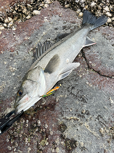 フッコ（タイリクスズキ）の釣果