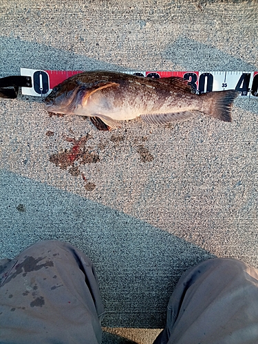 アイナメの釣果