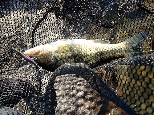 ラージマウスバスの釣果