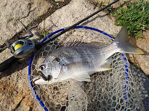 キビレの釣果