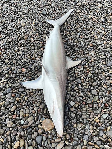 アオザメの釣果