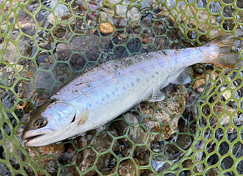 ヤマメの釣果