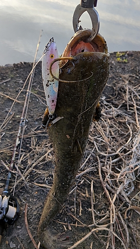 マナマズの釣果