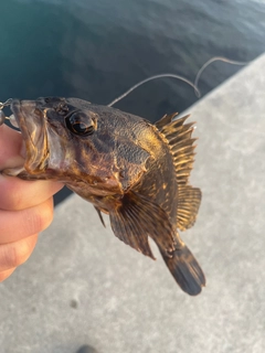 タケノコメバルの釣果