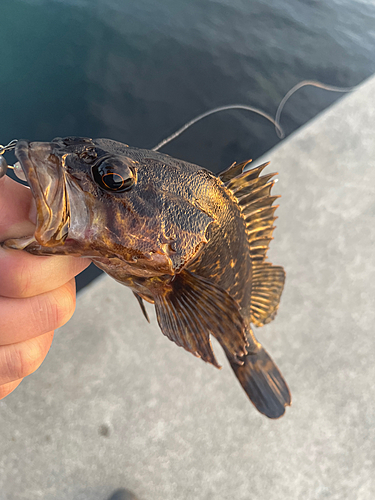 タケノコメバルの釣果