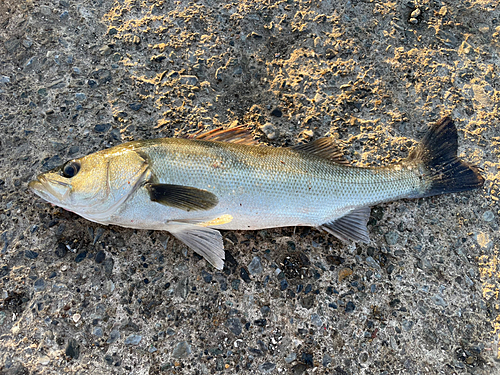 フッコ（マルスズキ）の釣果