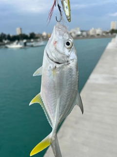 ガーラの釣果