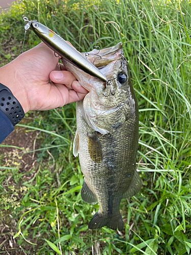 ラージマウスバスの釣果