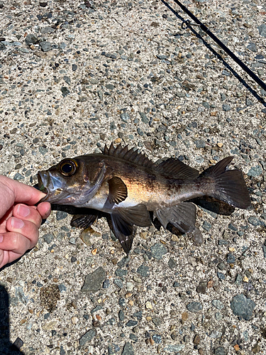 アカメバルの釣果