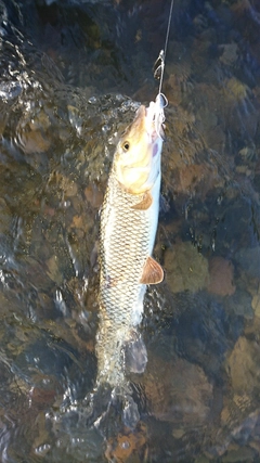 ニゴイの釣果