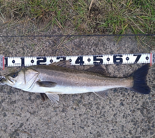 スズキの釣果