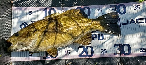 スモールマウスバスの釣果