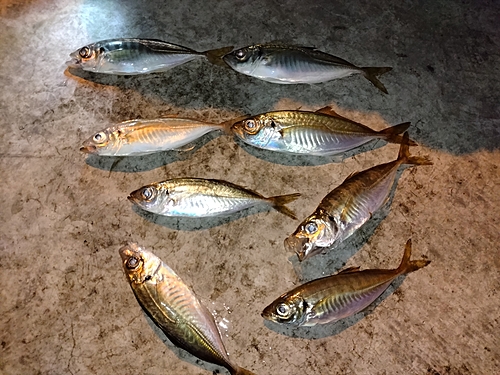 アジの釣果