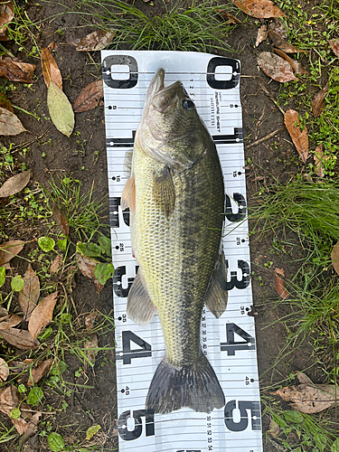 ブラックバスの釣果