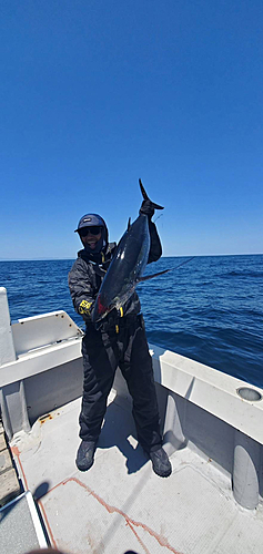 ビンチョウマグロの釣果