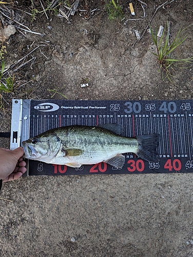 ラージマウスバスの釣果