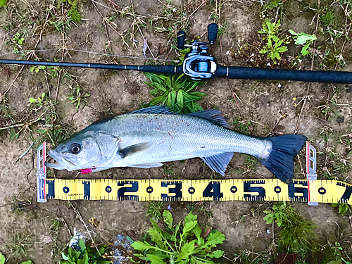 シーバスの釣果