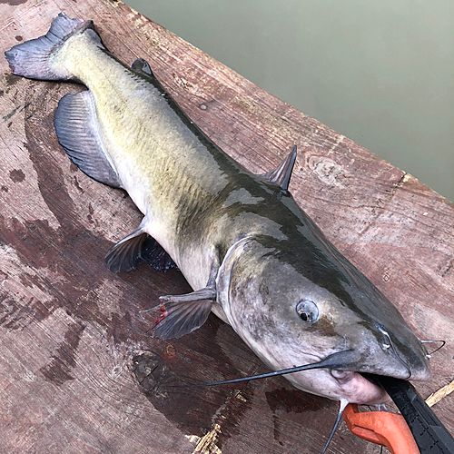 アメリカナマズの釣果