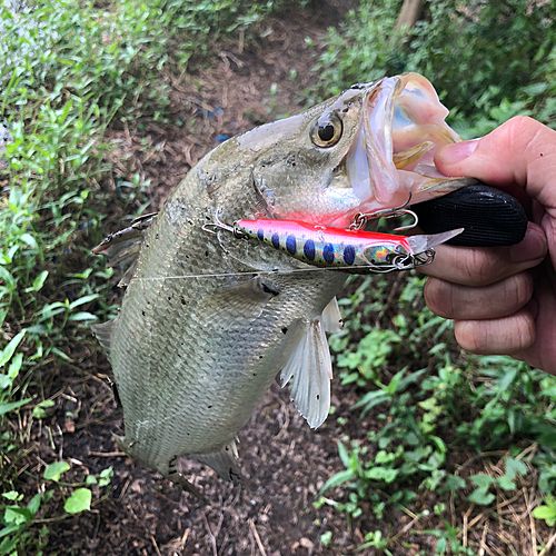 バラマンディの釣果