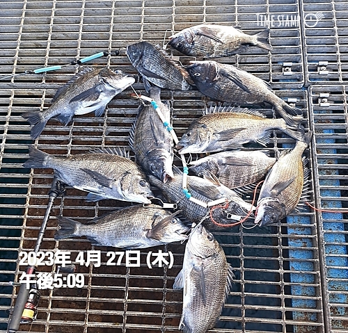 チヌの釣果