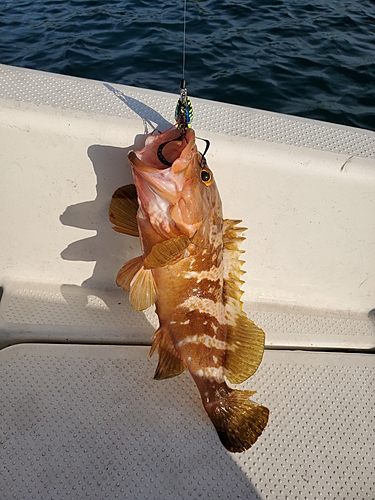 アコウの釣果