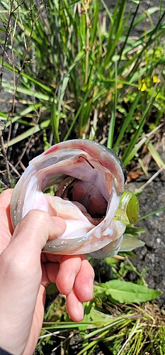 ラージマウスバスの釣果