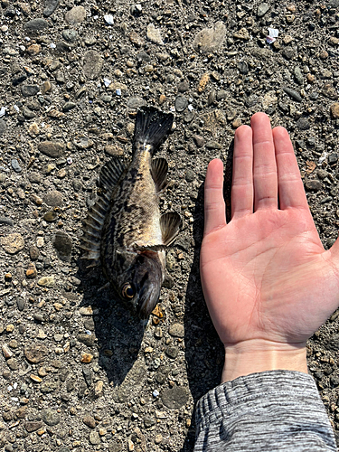 ソイの釣果