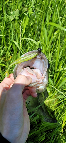 ラージマウスバスの釣果