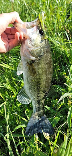 ラージマウスバスの釣果