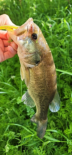 ラージマウスバスの釣果