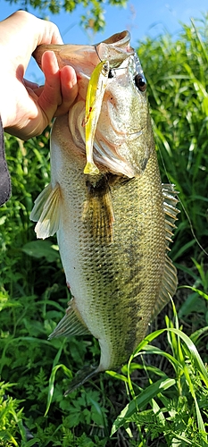 ラージマウスバスの釣果