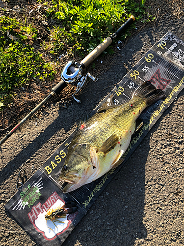 ブラックバスの釣果