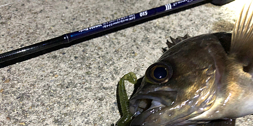 メバルの釣果