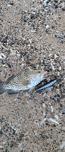 カンモンハタの釣果