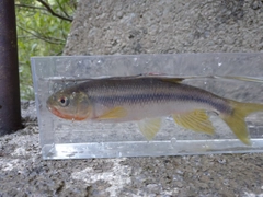 カワムツの釣果