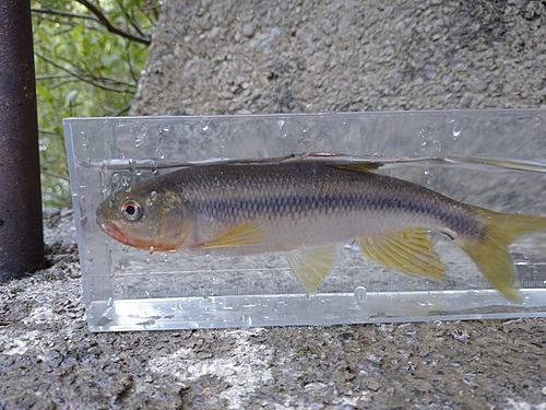 カワムツの釣果