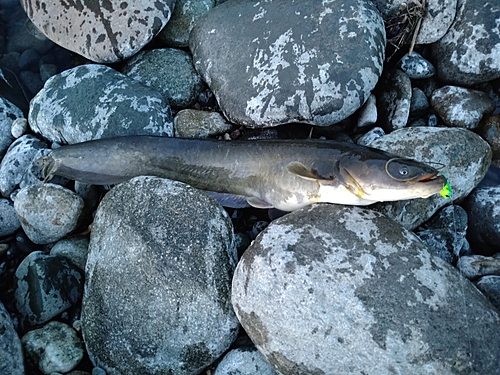 ナマズの釣果