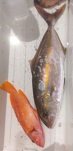 ショゴの釣果