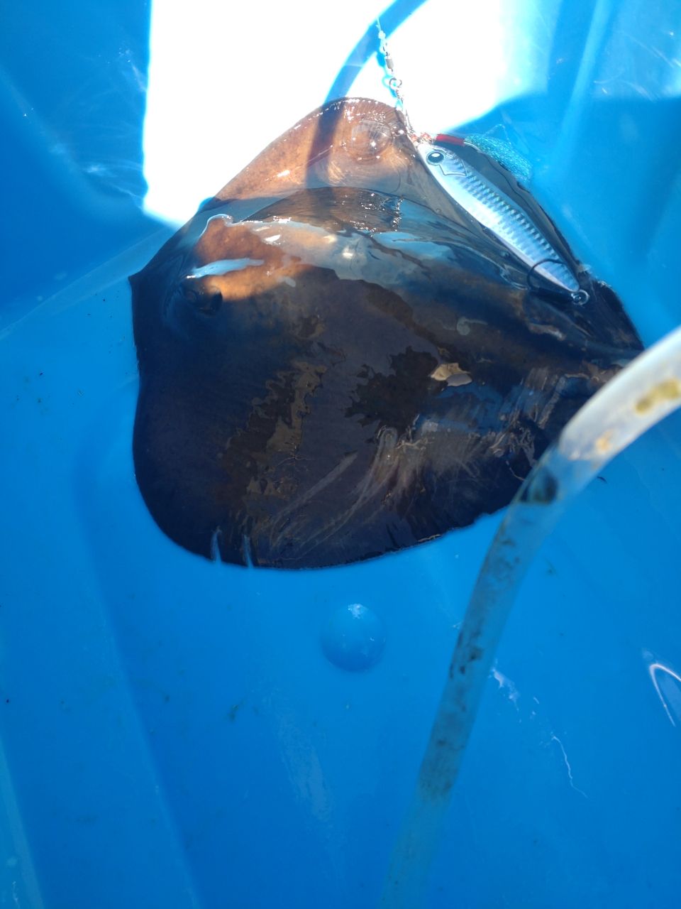 ユウチャンメンさんの釣果 2枚目の画像