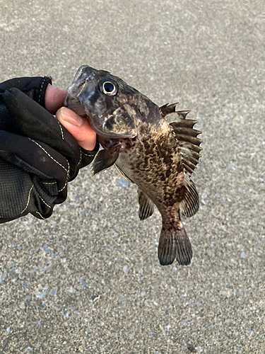 クロソイの釣果