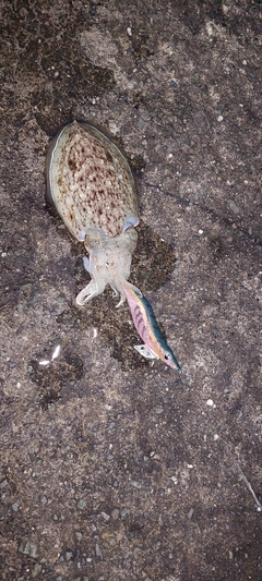 コウイカの釣果