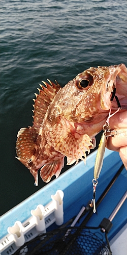 カサゴの釣果